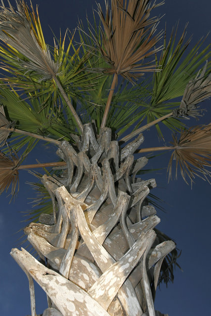 Bark up a Tree