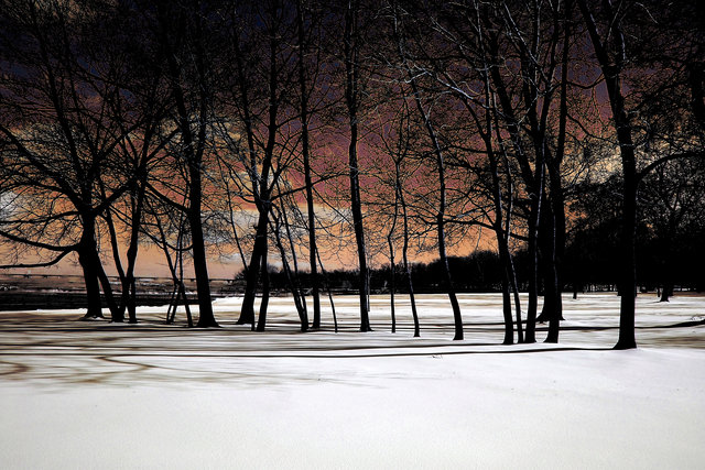 Treeline