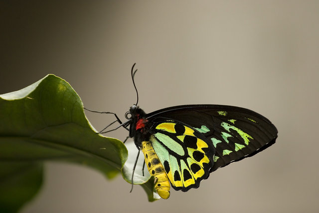 Madame Butterfly