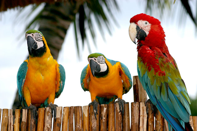 Macaws