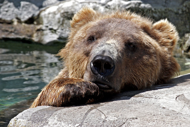Pool Bear