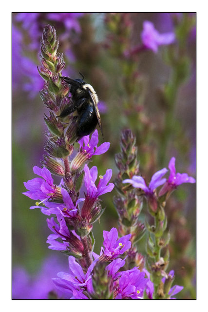 Purple Loostrife Bee