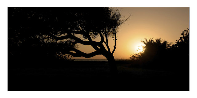 Windblown Sunset