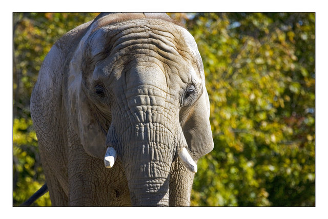 African Elephant Stare