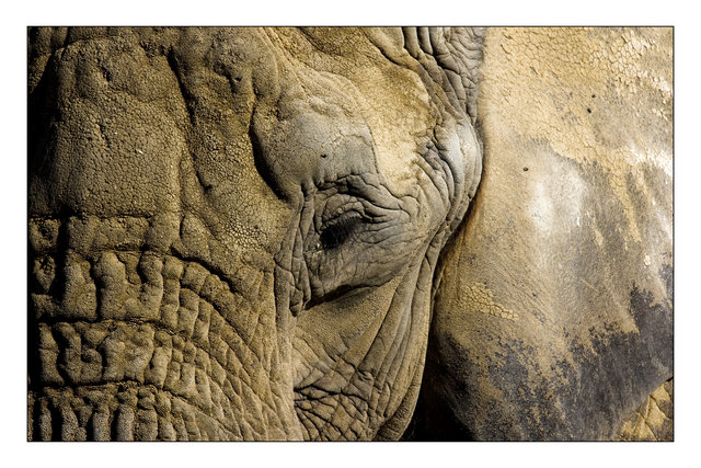 African Elephant