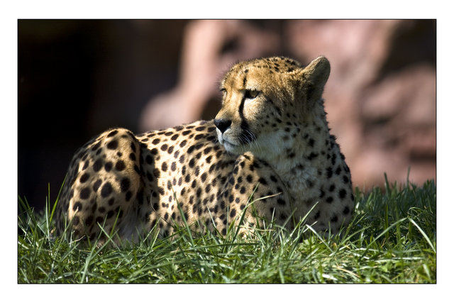 Cheetah