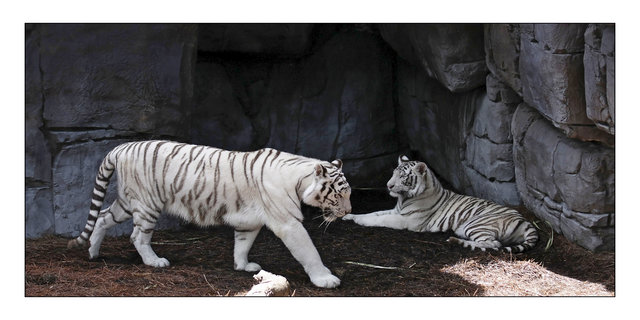White Tigers