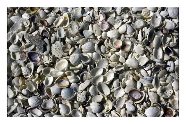 Sanibal Shells