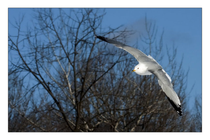 In Flight