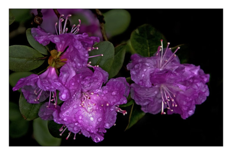 Rhododendron