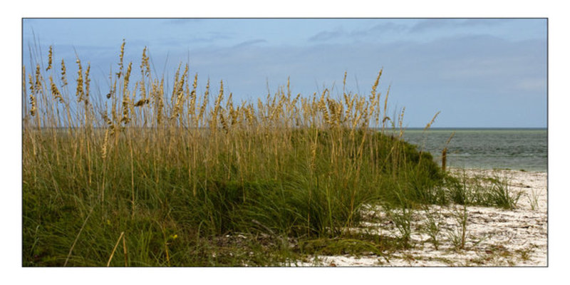 Sea Oats
