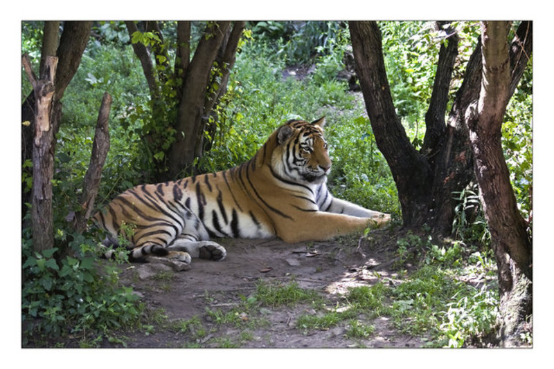 Amur (Siberian) Tiger