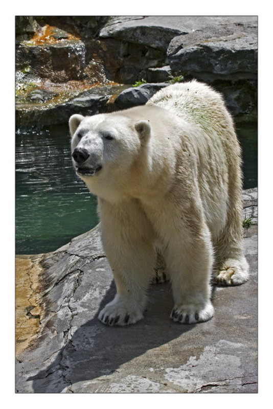 Polar Bear