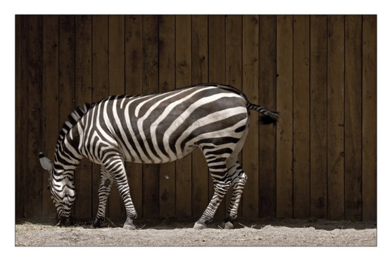 Zebra