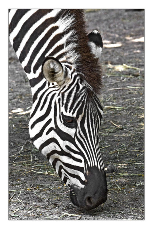 Zebra