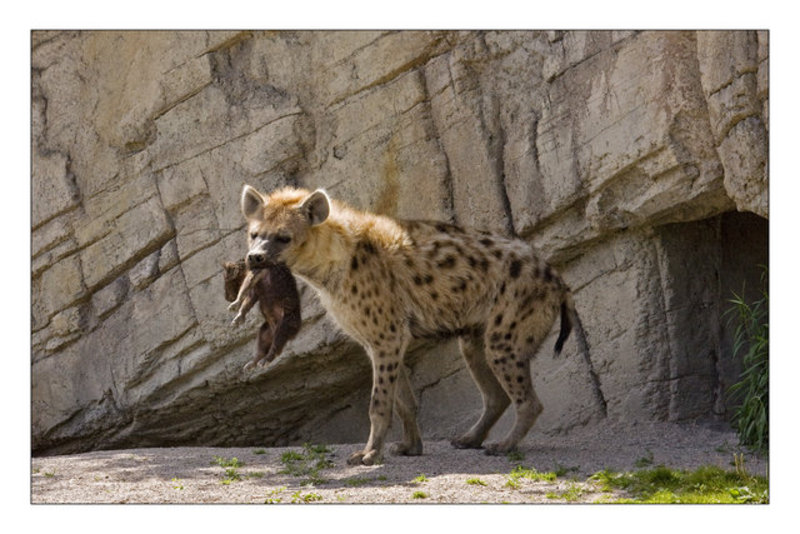 Spotted Hyena & Puppy