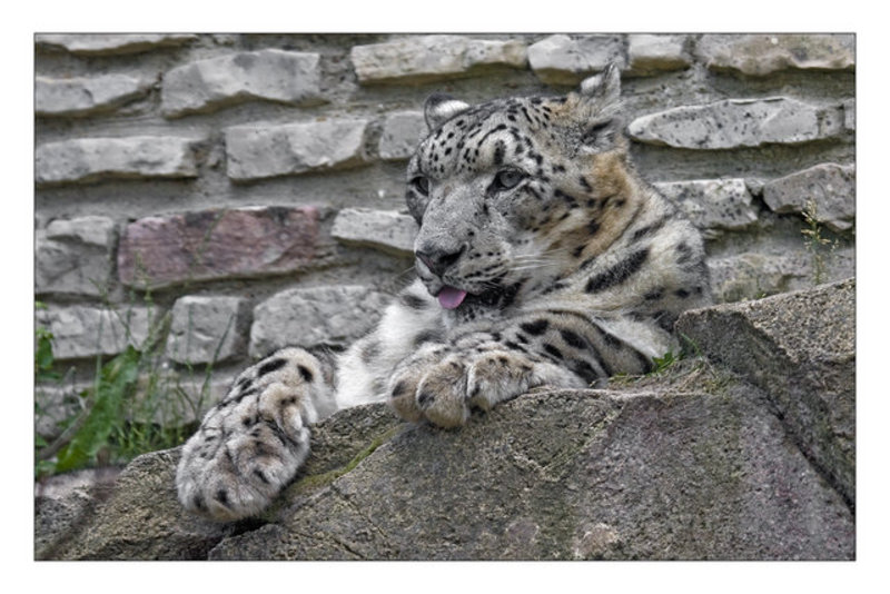 Snow Leopard