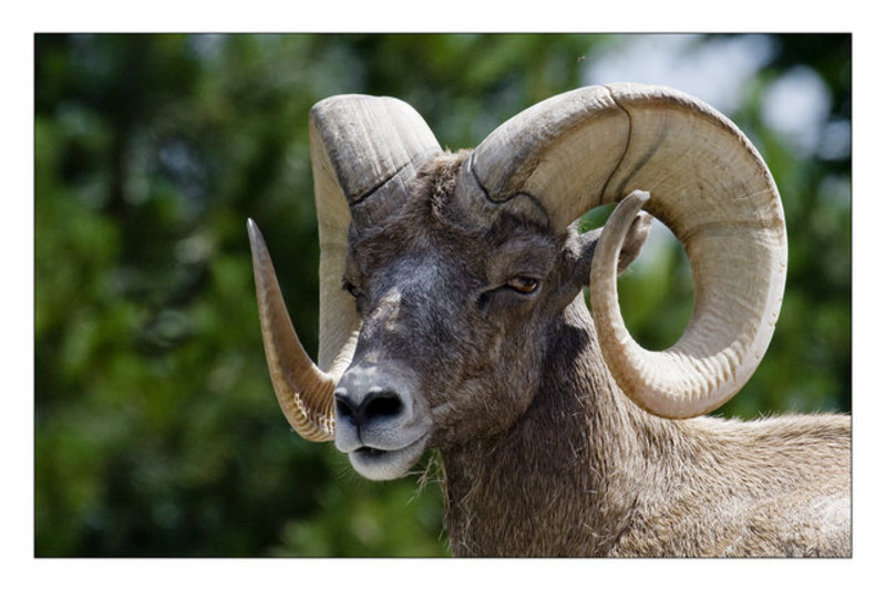 Rocky Mountain Bighorn Sheep