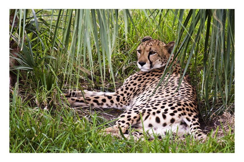 Cheetah Resting