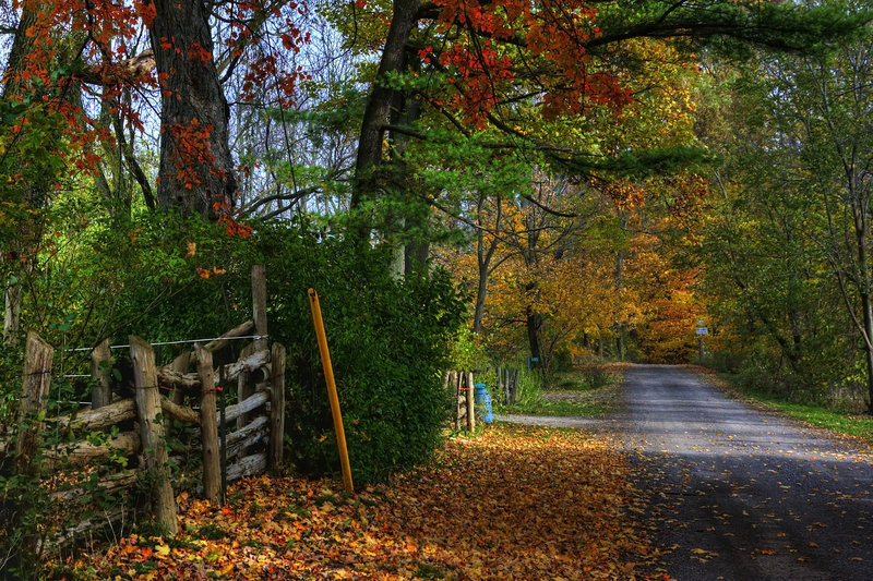 Country Lane