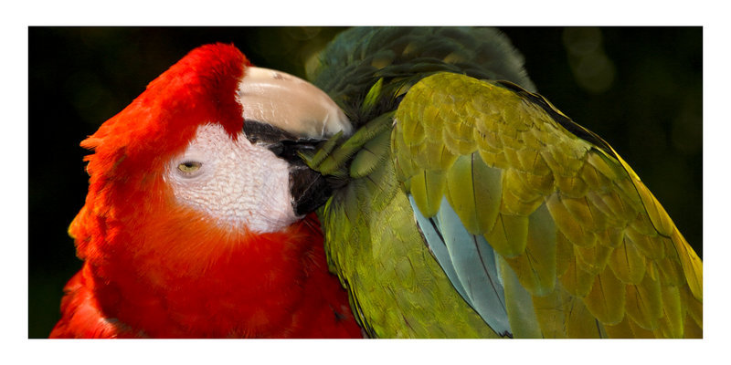 Scarlet and Great Green Macaws