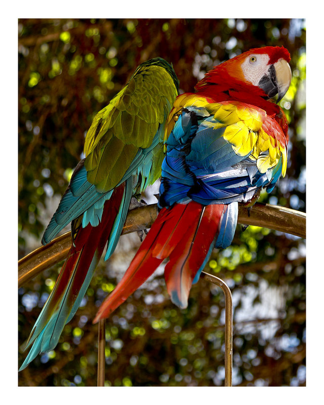 Macaws
