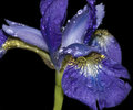 After the Rain