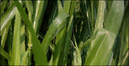 digital_grass.jpg