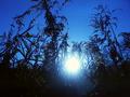 Blue Sun Rise