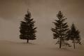 Pines on a Hill