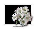 Trumpet Lilies.jpg