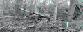 Woodlands Panoramic B-W.jpg