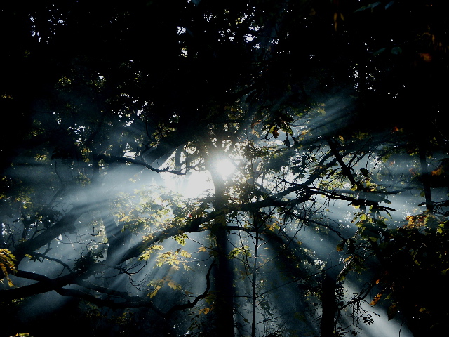 Light in Darkwood