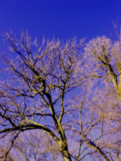 Through the Trees