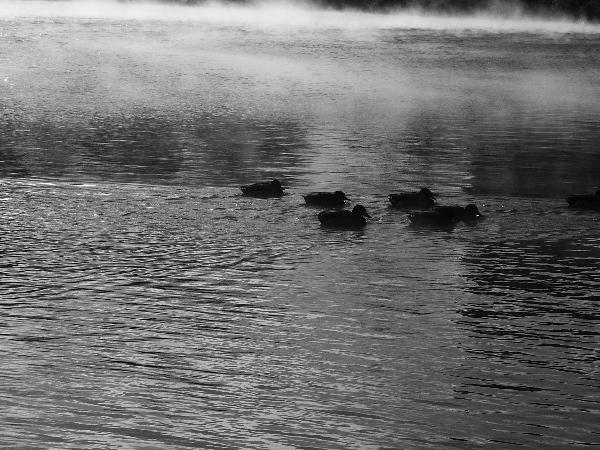 Ducks in the Haze