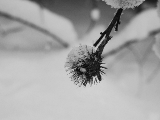 Snow on a Bur