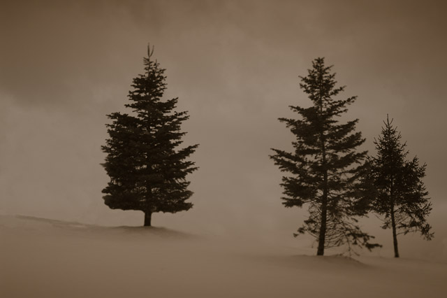 Pines on a Hill