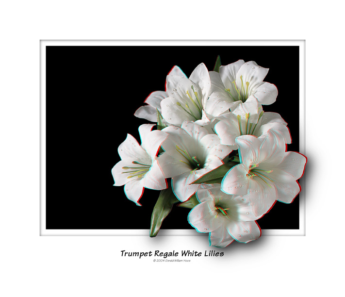Trumpet Lilies.jpg