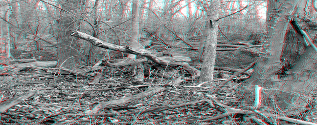 Woodlands Panoramic B-W.jpg