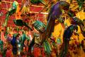 Painted Parrots
