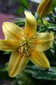 Lily Closeup
