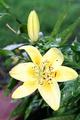 Lily Closeup