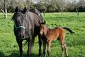 Mare and foal