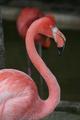 Obligatory Flamingo