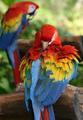 Necessary Parrots