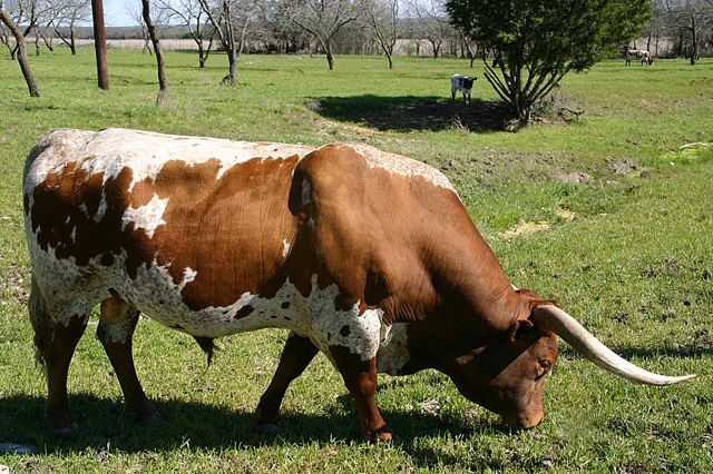 Texas Longhorn