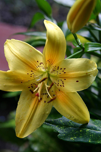 Lily Closeup