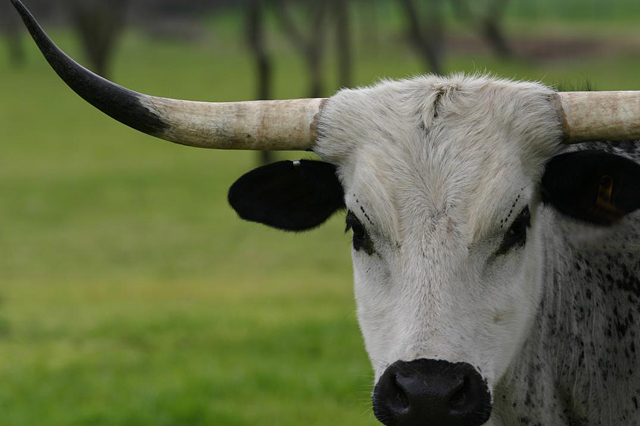 Longhorn Closeup