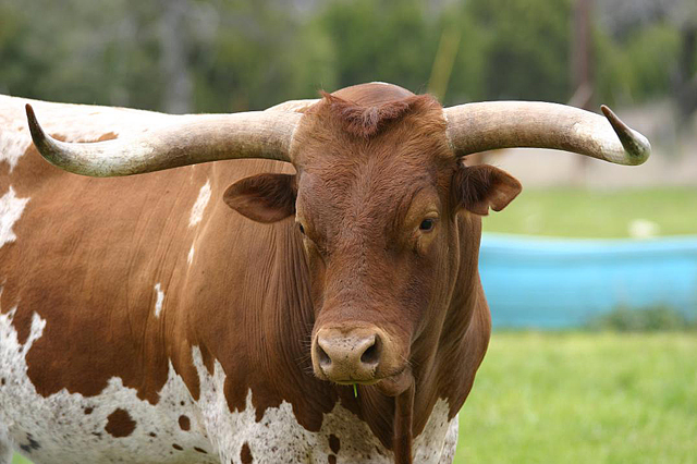 Longhorn