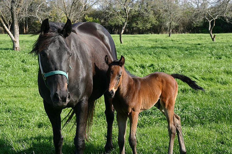 Mare and foal